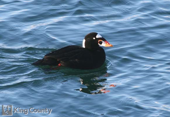 Photo of Surf Scoter - Melanitta perspicillata